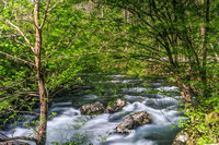 The Little Pigeon River on River rd near Town, tn